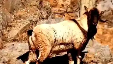 Boynuzsuz Yaban Keçisi Tunceli'de Görüntülendi!