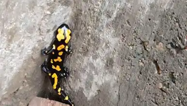Nadir Semender Şehirde Görüldü!